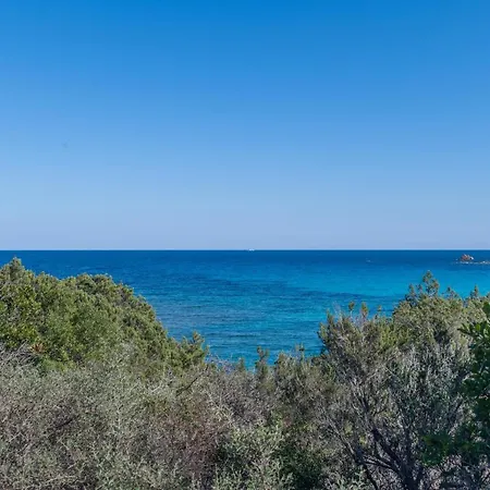 Quercus Ilex B Arzachena
